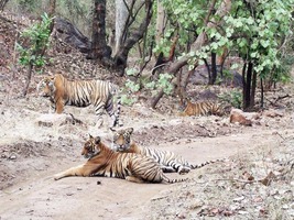 Secure Ranthambore Jungle Safari Booking For Famous National Park